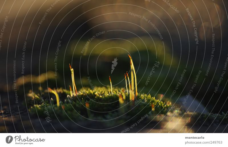 Naturstreichhölzer Umwelt Pflanze Sonnenlicht Herbst Schönes Wetter Moos Blüte Grünpflanze Nutzpflanze Seeufer Bodensee Dorf bevölkert Brücke Blühend leuchten