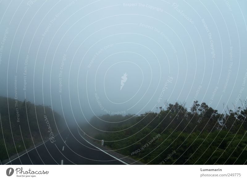 dropout Umwelt Landschaft Herbst Klima Wetter schlechtes Wetter Nebel Sträucher Verkehr Verkehrswege Straße Hochstraße fahren dunkel Ferne frei Unendlichkeit