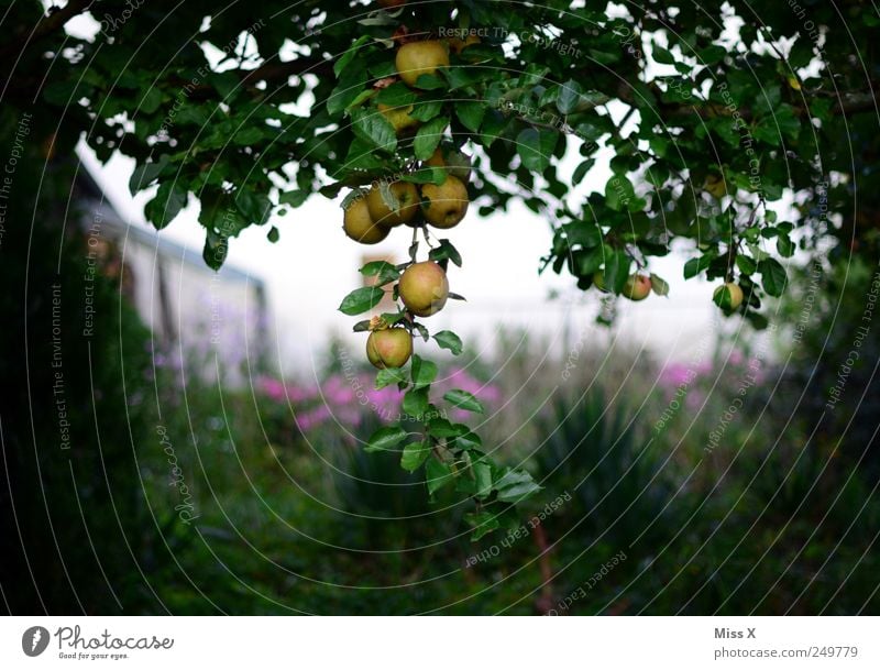 Im dunklen Wald Lebensmittel Frucht Apfel Ernährung Bioprodukte Baum Garten hängen lecker rund saftig sauer süß Apfelbaum Baumstamm Ast Zweig Zweige u. Äste