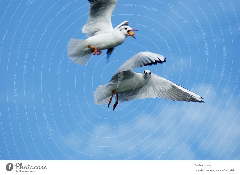 Diebesgut Umwelt Natur Himmel Tier Wildtier Vogel Flügel Möwe Möwenvögel 2 Bewegung fangen füttern Farbfoto Außenaufnahme Tag Tierporträt Tierpaar paarweise