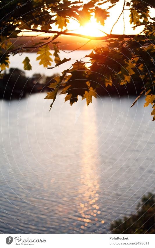 #A# Goldene Zeit Umwelt Natur Landschaft Pflanze Sonne Sommer Klima Wetter Schönes Wetter Baum Park Wald Hügel ästhetisch Zufriedenheit ruhig Idylle abgelegen