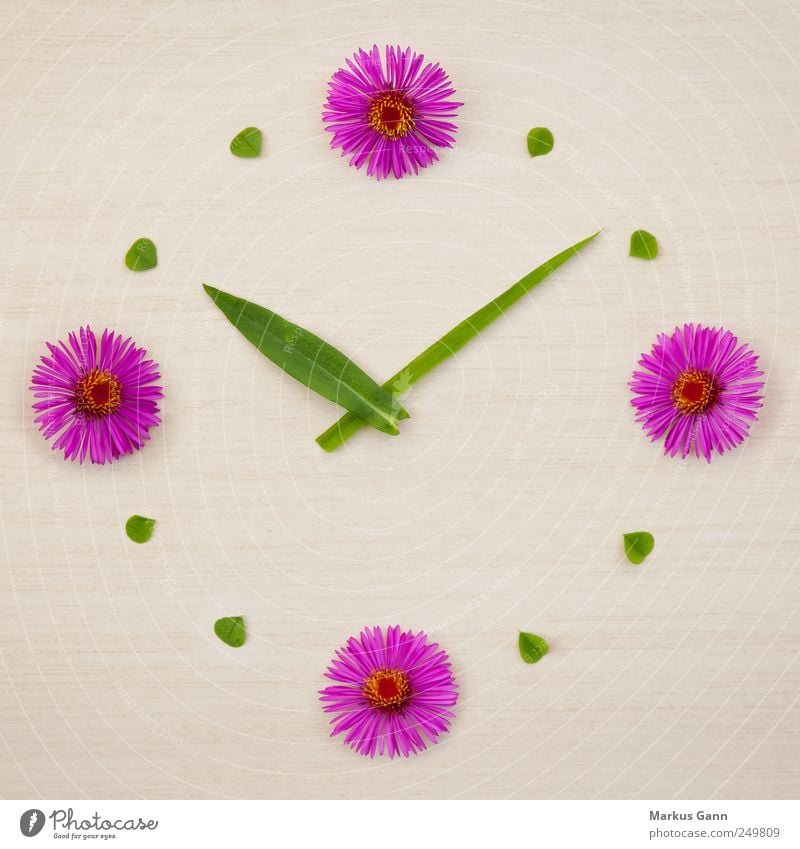 Blumenuhr Design Sommer Natur Pflanze Gras grün rosa planen Symbole & Metaphern Kleeblatt Uhr Zeit Uhrenzeiger Spielen Farbfoto Nahaufnahme