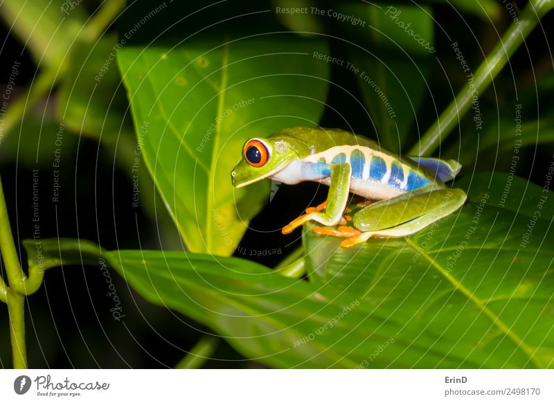 Rotäugiger Baumfrosch aus der Nähe am Dschungelblatt bei Nacht schön Jagd Ferien & Urlaub & Reisen wandern Natur Pflanze Tier Blatt Urwald Frosch exotisch wild