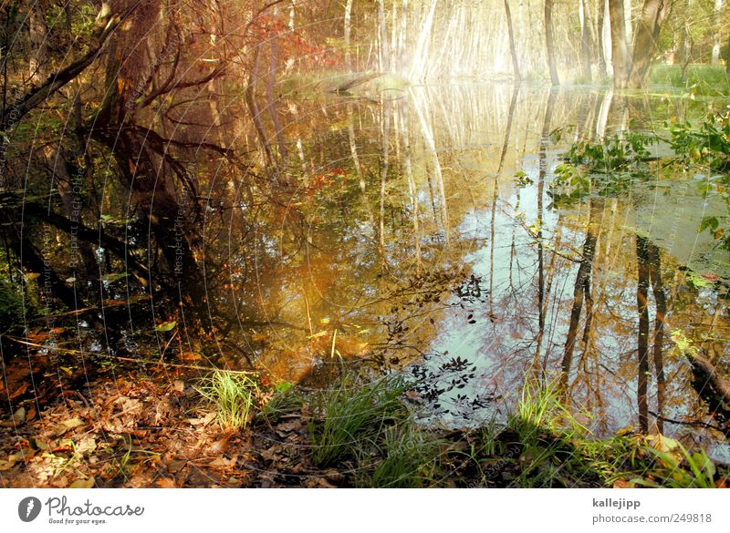 waldsee Freizeit & Hobby Umwelt Natur Landschaft Pflanze Tier Urelemente Erde Wasser Baum Gras Sträucher Moos Blatt Grünpflanze Wildpflanze Wald Urwald Teich