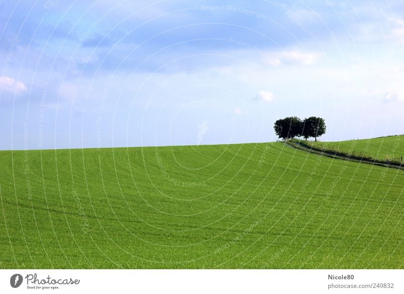 grüne idylle Natur Landschaft Himmel Sommer Baum Feld ruhig Idylle Ferne Einsamkeit Wege & Pfade Blauer Himmel Wiese Farbfoto Außenaufnahme Menschenleer