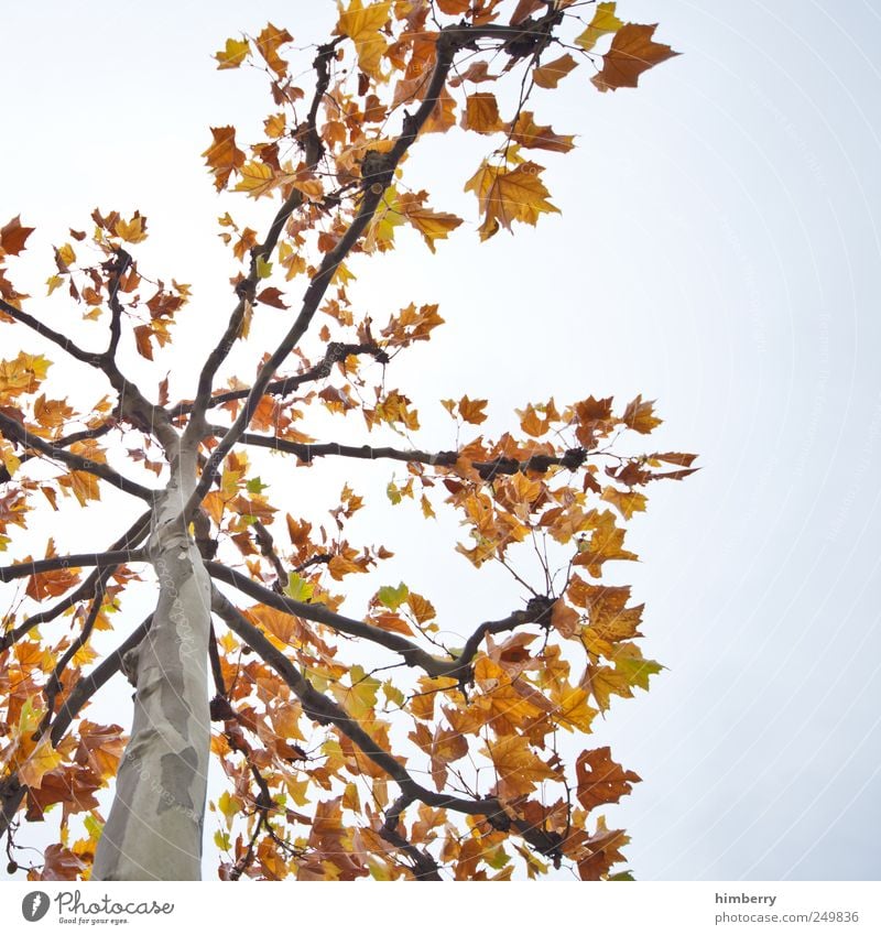 herr herbst Landwirtschaft Forstwirtschaft Umwelt Natur Landschaft Pflanze Herbst Baum Blatt Garten Park Vergänglichkeit Laubbaum Laubwald Jahreszeiten