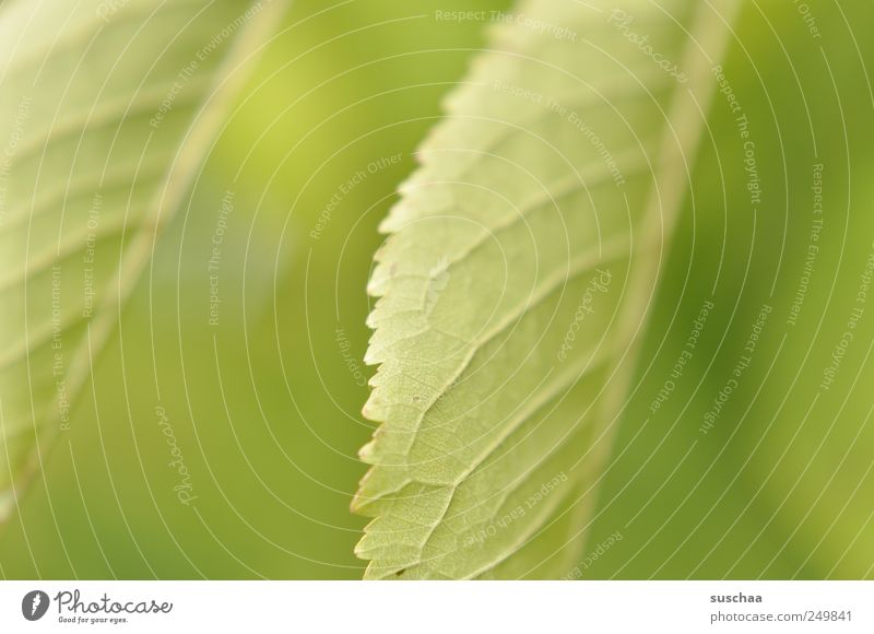 frühling Natur Pflanze Frühling Sommer Klima Blatt frisch grün gezackt Blattadern Pflanzenteile Photosynthese Chlorophyll Blattgrün Farbfoto Außenaufnahme