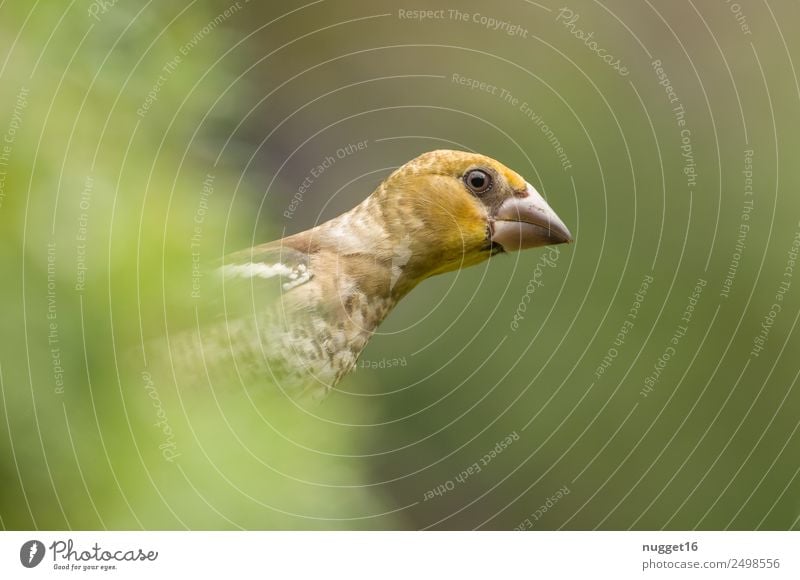 junger Kernbeißer Umwelt Natur Pflanze Tier Sonnenlicht Frühling Sommer Herbst Schönes Wetter Sträucher Grünpflanze Garten Park Wiese Feld Wald Wildtier Vogel