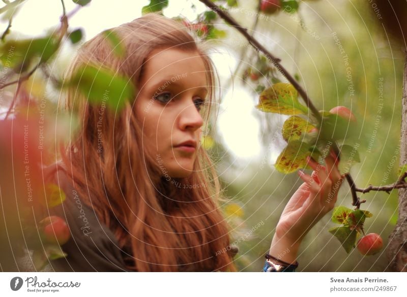 fräulein apfelbaum. feminin Junge Frau Jugendliche 1 Mensch 18-30 Jahre Erwachsene Herbst Apfelbaum Ast brünett langhaarig festhalten natürlich Blatt