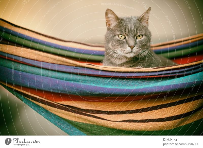 Graue Katze in einer Hängematte Häusliches Leben Garten Bett Tier Haustier Tiergesicht Fell 1 beobachten hängen hocken Blick sitzen warten schön niedlich