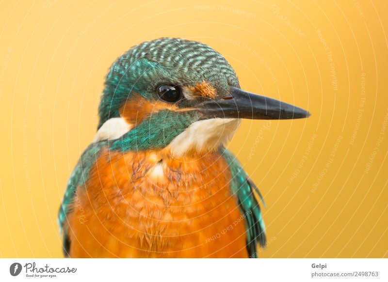 Eisvogel sitzt auf der Stange exotisch schön Erwachsene Umwelt Natur Tier Park Vogel beobachten natürlich wild blau grün weiß Farbe Eisvögel Schnabel Ast