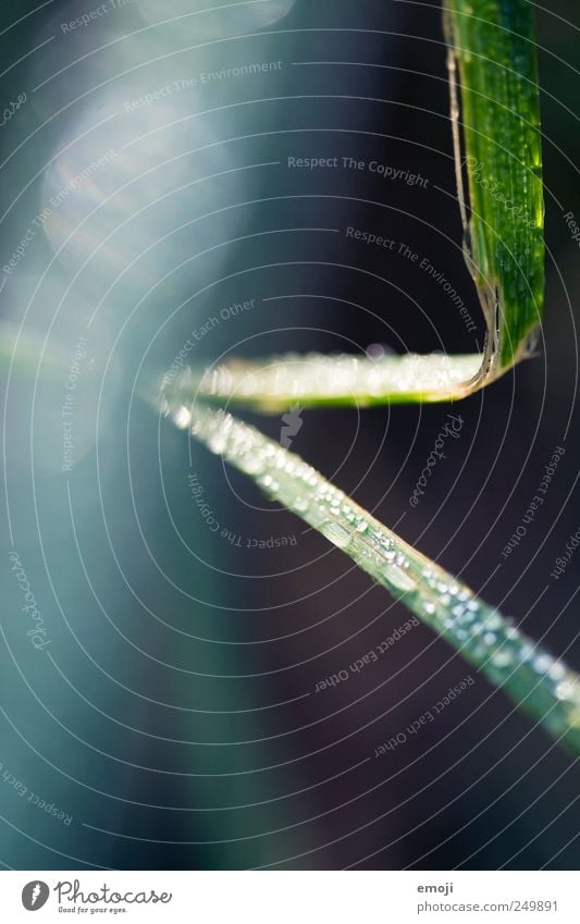 droplet Natur Pflanze Wassertropfen Gras frisch blau grün Tropfen glänzend Farbfoto Außenaufnahme Nahaufnahme Detailaufnahme Makroaufnahme Menschenleer