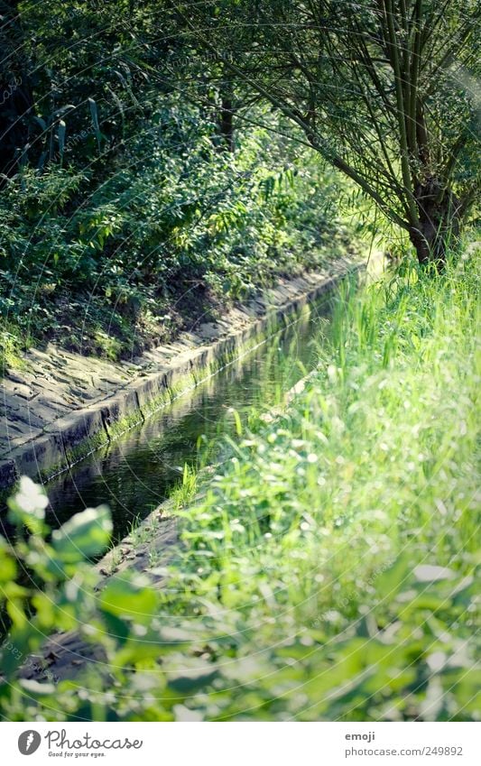 pro natura Umwelt Natur Sommer Schönes Wetter Baum Gras Sträucher Wiese Bach Fluss natürlich grün Flussufer Farbfoto Außenaufnahme Menschenleer Tag Licht