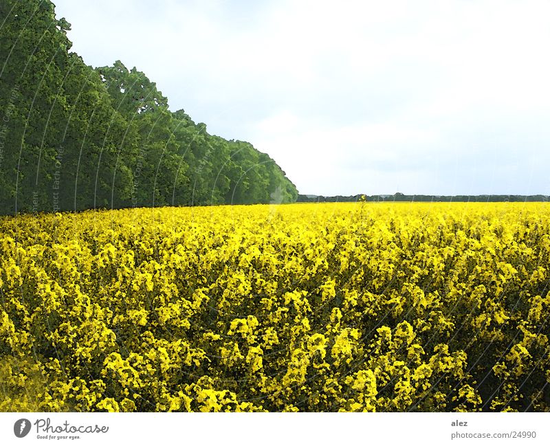 blumenwiese Blume Wolken Sommer Blumenwiese Aussicht Feld Wiese Baum Amerika baumgrenze