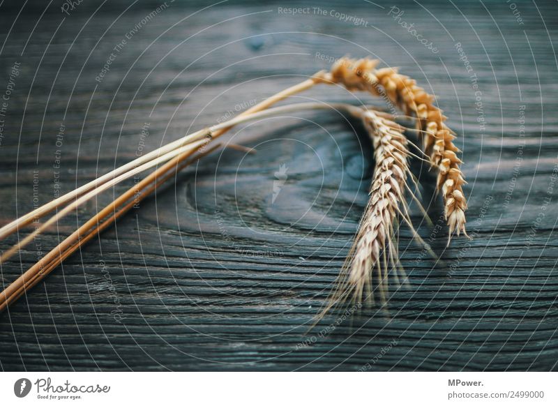 getreidesorten Pflanze orange Rohstoffe & Kraftstoffe Getreide Roggen Weizen Ähren Landwirt Landwirtschaft Ernte Grundstoff Lebensmittel gluten Halm Farbfoto