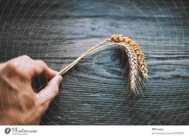 getreidearten Hand festhalten Pflanze orange Rohstoffe & Kraftstoffe Getreide Roggen Weizen Ähren Landwirt Landwirtschaft Ernte Grundstoff Lebensmittel gluten