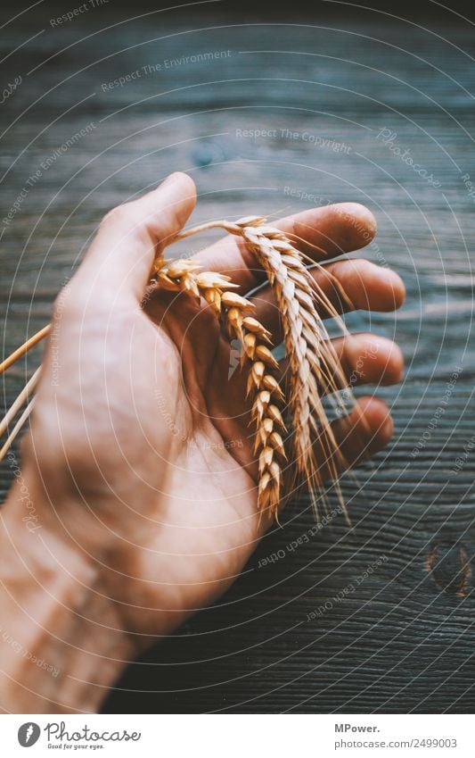 handvoll getreide Hand festhalten Pflanze orange Rohstoffe & Kraftstoffe Getreide Roggen Weizen Ähren Landwirt Landwirtschaft Ernte Grundstoff Lebensmittel