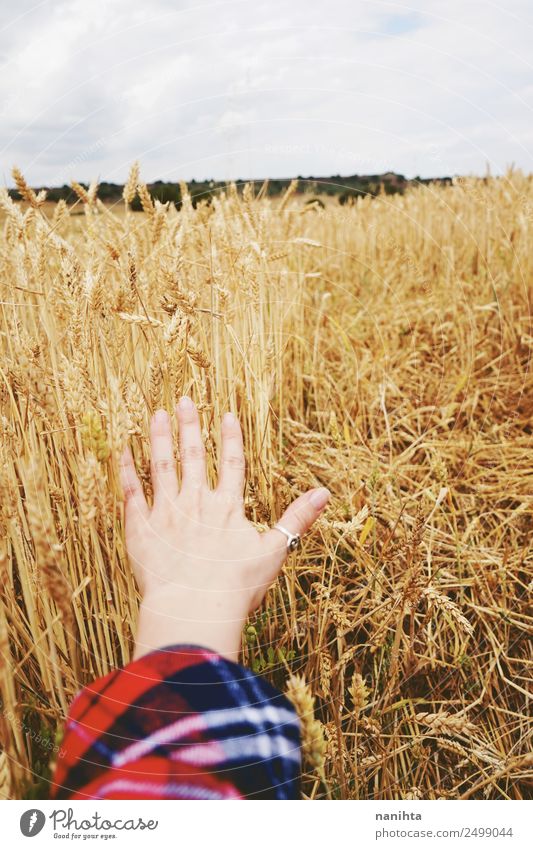 Weizen von Hand berühren Getreide Weizenfeld Bioprodukte Vegetarische Ernährung Arbeit & Erwerbstätigkeit Beruf Landwirtschaft Forstwirtschaft 1 Mensch Umwelt