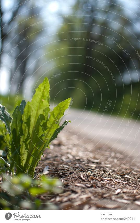 Foto aus natürlicher Bodenhaltung Pflanze Schönes Wetter Wachstum Wege & Pfade Waldweg Löwenzahn Froschperspektive grün Wegrand Unkraut Sommer Farbfoto