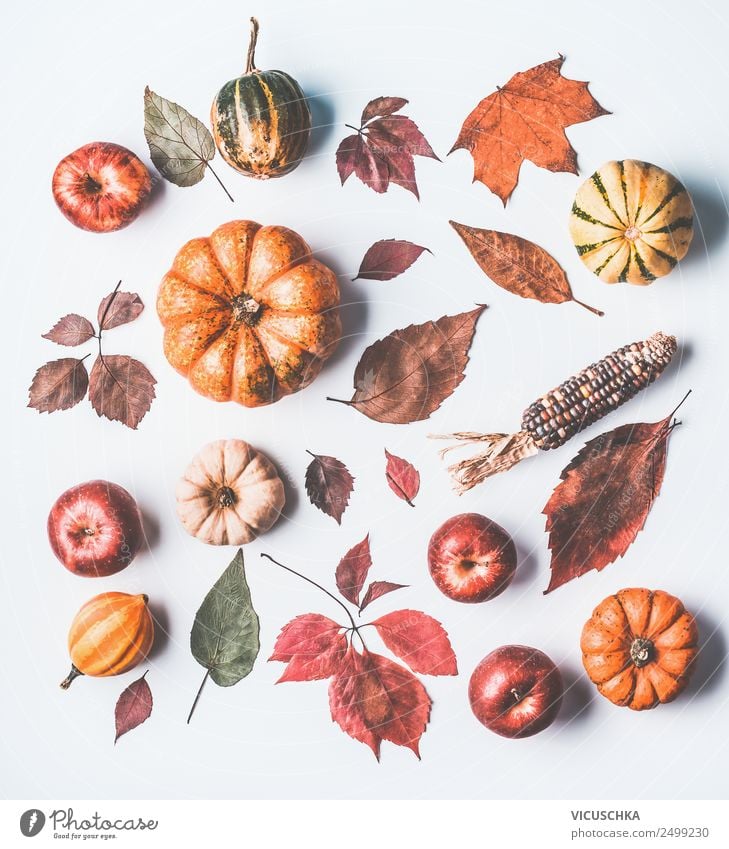 Herbst Stillleben mit Kürbis und Blätter Design Erntedankfest Natur gelb herbstlich Apfel Herbstlaub Mais Sammlung Vor hellem Hintergrund Farbfoto