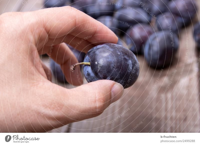 Zwetschgen Lebensmittel Frucht Bioprodukte Gesunde Ernährung Mann Erwachsene Hand Finger Holz festhalten frisch Gesundheit genießen Pflaume reif lecker Ernte