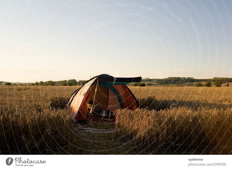 Ein Zelt im Kornfeld, das ist immer frei Lifestyle Wohlgefühl Erholung ruhig Freizeit & Hobby Ferien & Urlaub & Reisen Abenteuer Ferne Freiheit Camping Umwelt