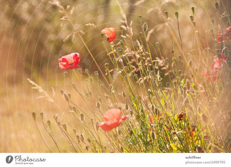 I dont like Mohndays III Umwelt Natur Pflanze Sommer Schönes Wetter Gras Sträucher Wiese Feld Blühend gelb gold rot Mohnblüte Mohnfeld Mohnkapsel Mohnblatt