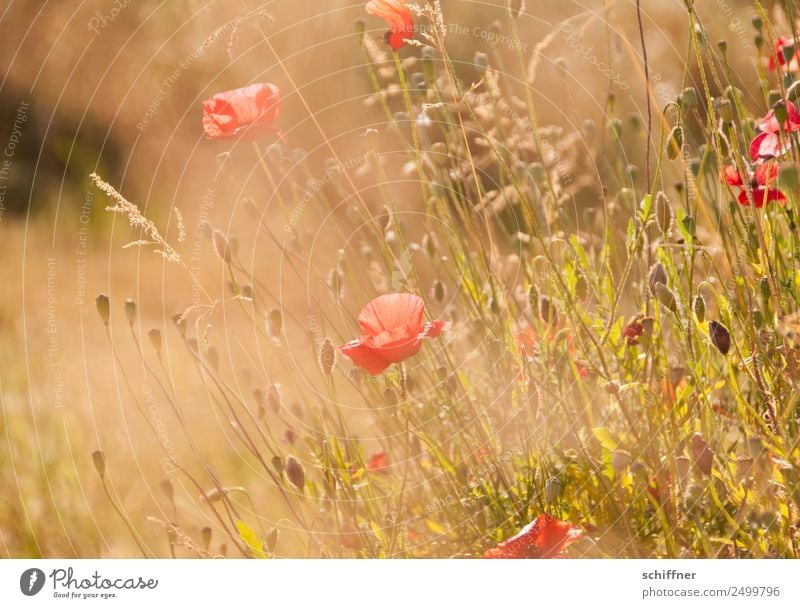 I dont like Mohndays II Umwelt Natur Pflanze Sonnenlicht Sommer Wärme Gras Sträucher Wiese Feld Blühend gelb gold orange rot Wiesenblume Blumenwiese zart