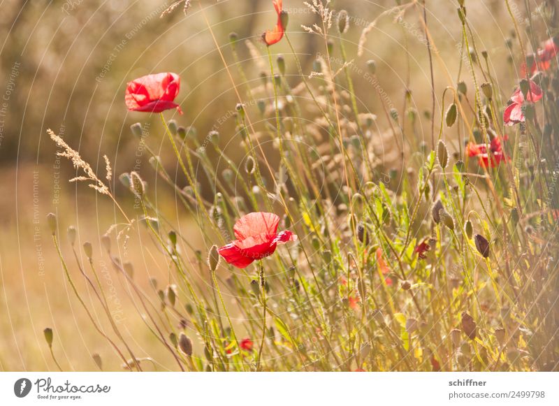 I dont like Mohndays Umwelt Natur Sonnenlicht Sommer Schönes Wetter Pflanze Blume Gras Sträucher Wildpflanze Wiese Feld rot sommerlich Wärme zart Blumenwiese