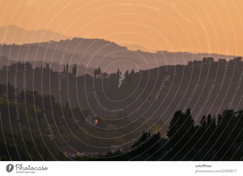 Verwandlung | von Tag zu Nacht Landschaft Wolkenloser Himmel Horizont Sonnenaufgang Sonnenuntergang Sonnenlicht Sommer Schönes Wetter Wärme Baum Garten Wald