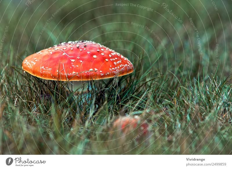 Roter Pilz auf dem Feld Duft Ferien & Urlaub & Reisen wandern Garten Umwelt Natur Pflanze Urelemente Erde Frühling Sommer Herbst Gras Wildpflanze Park Wiese