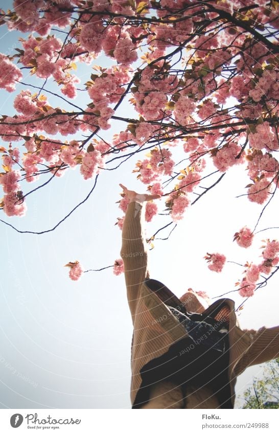 Wenns schon nicht die Sterne sind... Mensch maskulin Arme Bauch 1 Natur Pflanze Schönes Wetter Baum Blüte Blühend springen blau rosa weiß Freude Glück