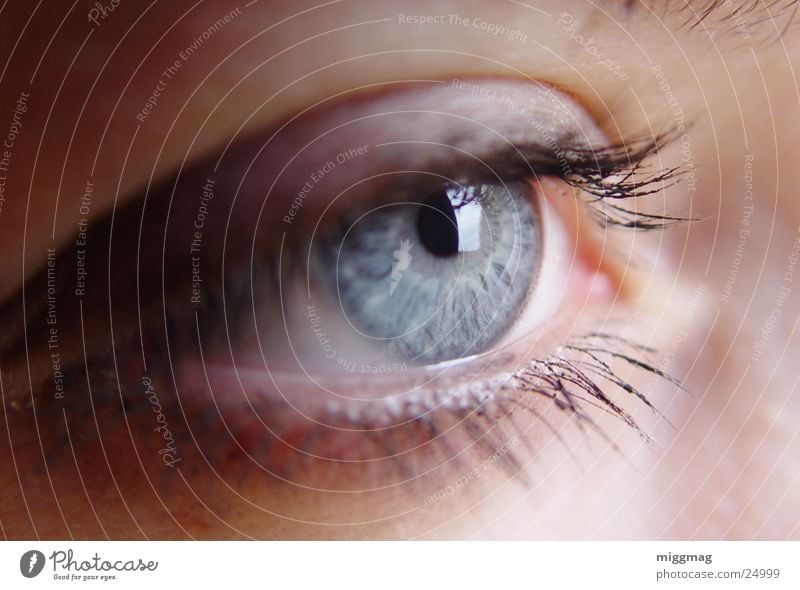 Augen auf Glück schön Schminke Wimperntusche Mensch feminin Junge Frau Jugendliche Erwachsene glänzend Blick leuchten blau Gefühle eye focus Zauberei u. Magie