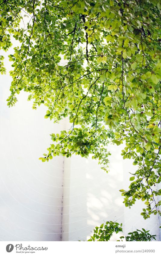 sonnig bis heiter Sommer Blatt Grünpflanze Mauer Wand natürlich grün Farbfoto Außenaufnahme Menschenleer Textfreiraum unten Tag Sonnenlicht