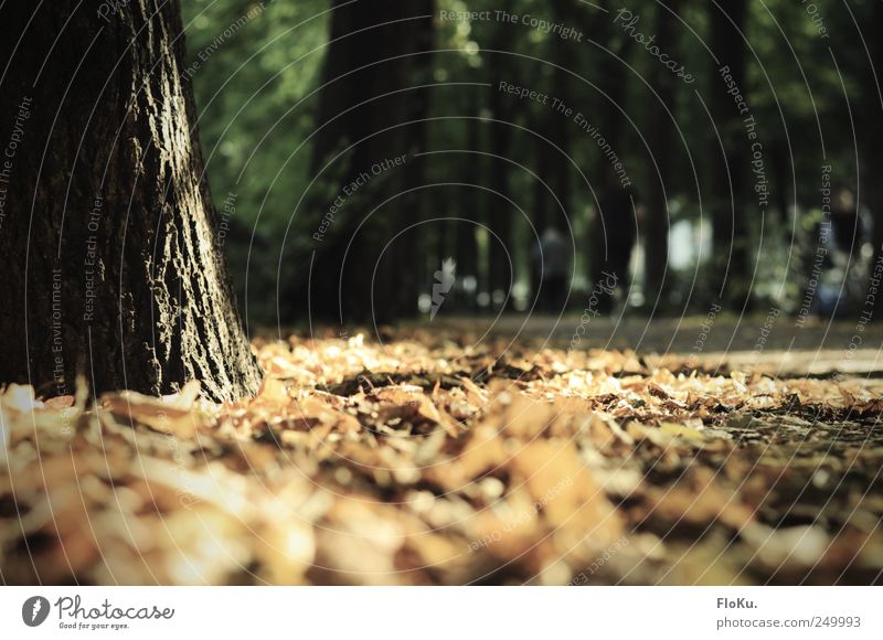 Oh nein! Es wird Herbst! Umwelt Natur Erde Sonnenlicht Schönes Wetter Pflanze Blatt Park Verkehrswege Wege & Pfade braun gold schwarz Jahreszeiten Fußweg