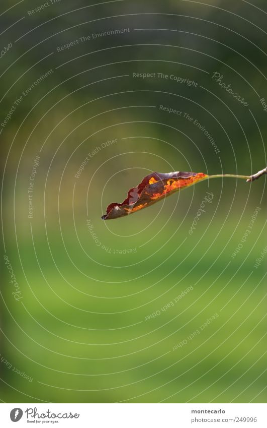 Einfachblatt Umwelt Natur Pflanze Herbst Schönes Wetter Blatt Grünpflanze Park Wiese natürlich braun gold grün Farbfoto mehrfarbig Außenaufnahme Nahaufnahme