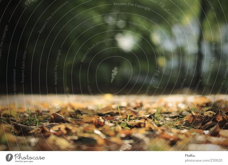 Es kommt der Herbst Umwelt Natur Pflanze Erde Sonnenlicht Schönes Wetter Gras Blatt Park Menschenleer Platz braun gold grün Herbstlaub Herbstbeginn herbstlich