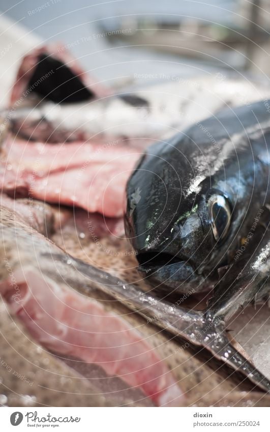 fish-head Lebensmittel Fisch Ernährung Fischereiwirtschaft Fischmarkt Fischmaul Tier Fischauge Schwanzflosse lecker natürlich Protein frisch Farbfoto