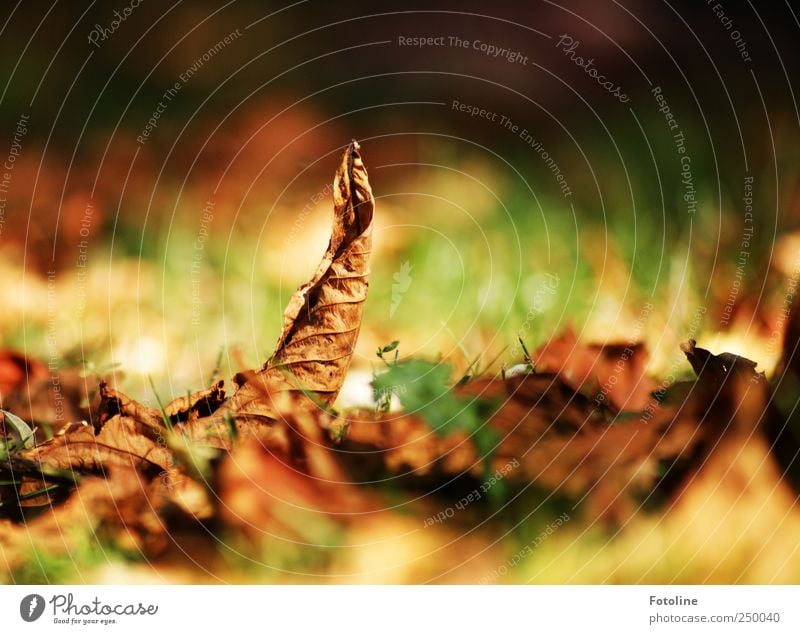 bunter Herbst Umwelt Natur Pflanze Blatt Park hell natürlich grün Kastanienblatt Beleuchtung Farbfoto mehrfarbig Außenaufnahme Nahaufnahme Menschenleer