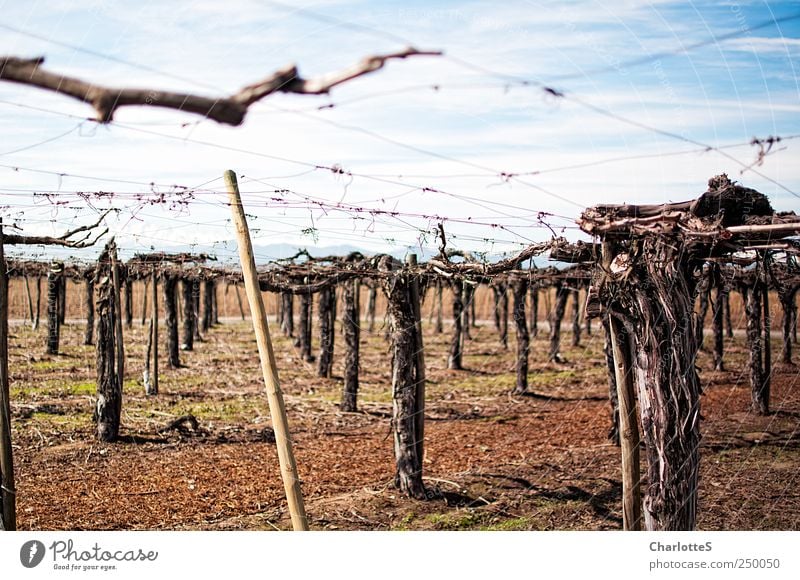 Vinyard Wein Weinbau Weinberg Weintrauben Weinlese Keller Spirituosen Umwelt Erde Himmel Pflanze Baumstamm Ast Gitter züchten Baumschule Feld