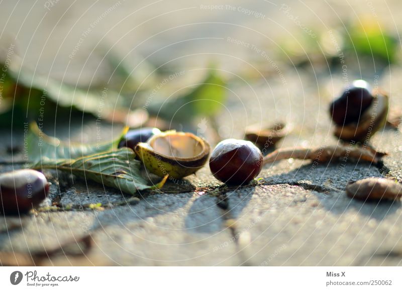 Herbstpflaster Natur Blatt Straße Wege & Pfade braun Kastanie Kastanienblatt herbstlich Farbfoto Außenaufnahme Nahaufnahme Menschenleer Textfreiraum oben