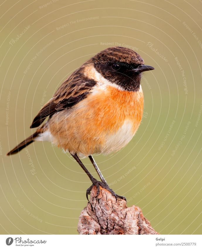 Hübscher Vogel schön Leben Mann Erwachsene Umwelt Natur Tier klein natürlich wild braun grün weiß Schwarzkehlchen Tierwelt allgemein gehockt Hintergrund