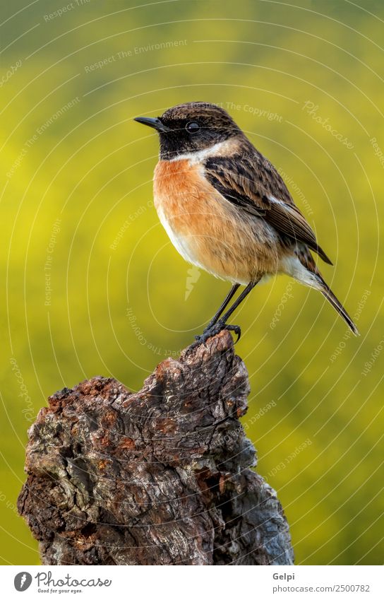 Hübscher Vogel schön Leben Mann Erwachsene Umwelt Natur Tier klein natürlich wild braun grün weiß Schwarzkehlchen Tierwelt allgemein gehockt Hintergrund