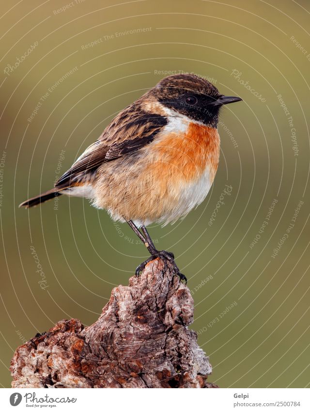 Hübscher Vogel schön Leben Mann Erwachsene Umwelt Natur Tier klein natürlich wild braun grün weiß Schwarzkehlchen Tierwelt allgemein gehockt Hintergrund