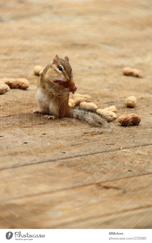 ChipMonk Lebensmittel Nuss Frühstück Büffet Brunch Picknick Bioprodukte Tier Wildtier Tiergesicht Pfote Streifenhörnchen 1 beobachten füttern stehen frei listig