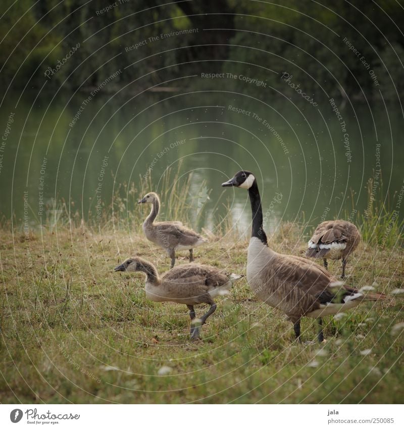 wildgänse Umwelt Natur Landschaft Pflanze Tier Gras Sträucher Grünpflanze Wildpflanze Bach Vogel Gans Wildgans Kanadagans 4 Tierfamilie natürlich braun grün