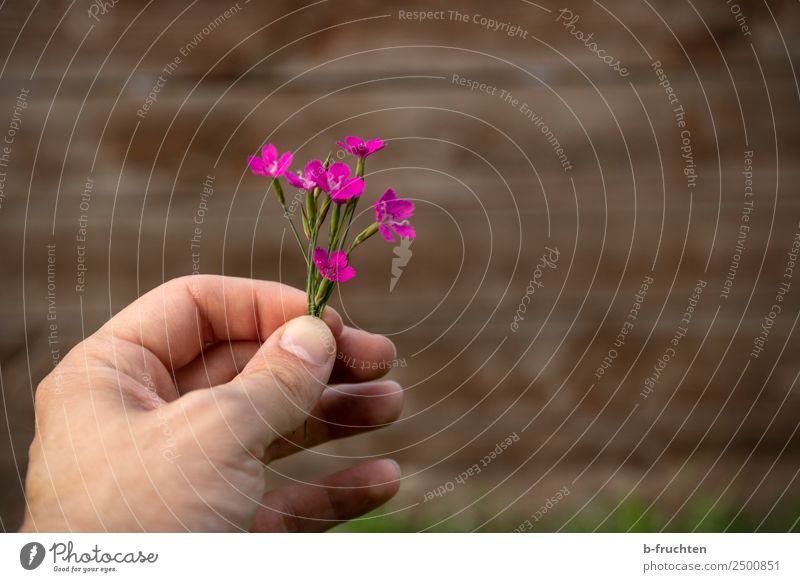 Blümchen für dich Mann Erwachsene Hand Finger Sommer Blume Blüte Holz wählen berühren Blühend festhalten Liebe Blick einfach Fröhlichkeit frisch schön Treue