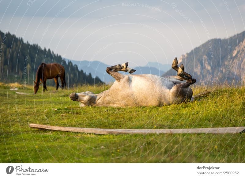 Einfach mal ablegen bei der Hitze Ferien & Urlaub & Reisen Tourismus Ausflug Abenteuer Ferne Freiheit Berge u. Gebirge wandern Umwelt Natur Landschaft Sommer