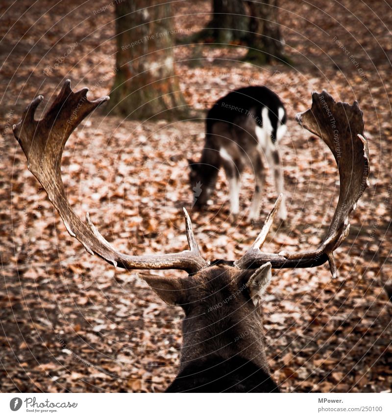 geiler Bock Umwelt Herbst Tier Wildtier 2 Tierpaar Aggression braun Horn Blatt Wald Trieb maskulin Fortpflanzung Elch Elchbulle Farbfoto Gedeckte Farben