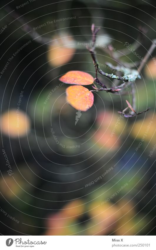 Herbstlich Sträucher Blatt braun mehrfarbig herbstlich Herbstlaub Herbstfärbung Herbstwald Ast Zweig Zweige u. Äste Farbfoto Außenaufnahme Menschenleer